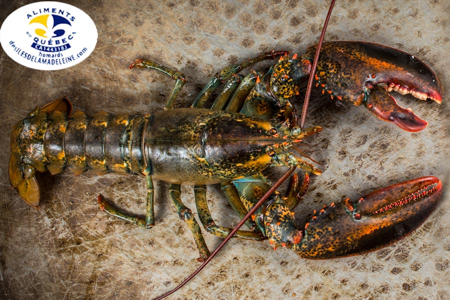 Homard des Îles