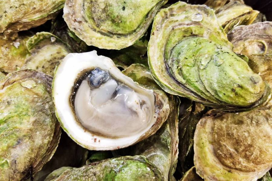 Huîtres Sand Dune - 50 un