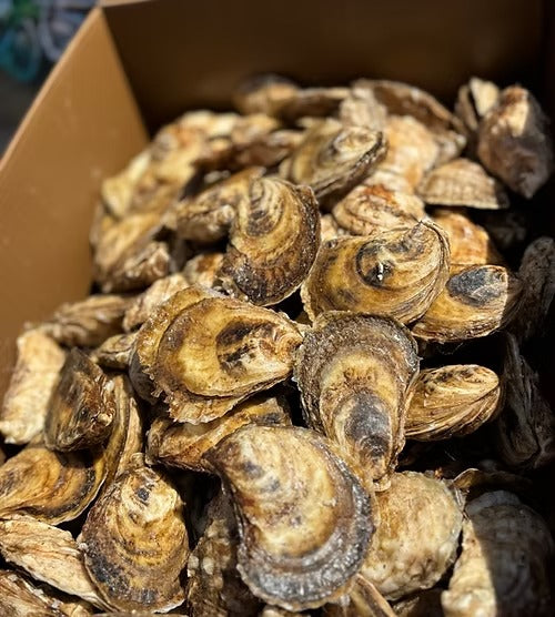 Huîtres Murphy’s Lucky Charms Cocktail - 100 un