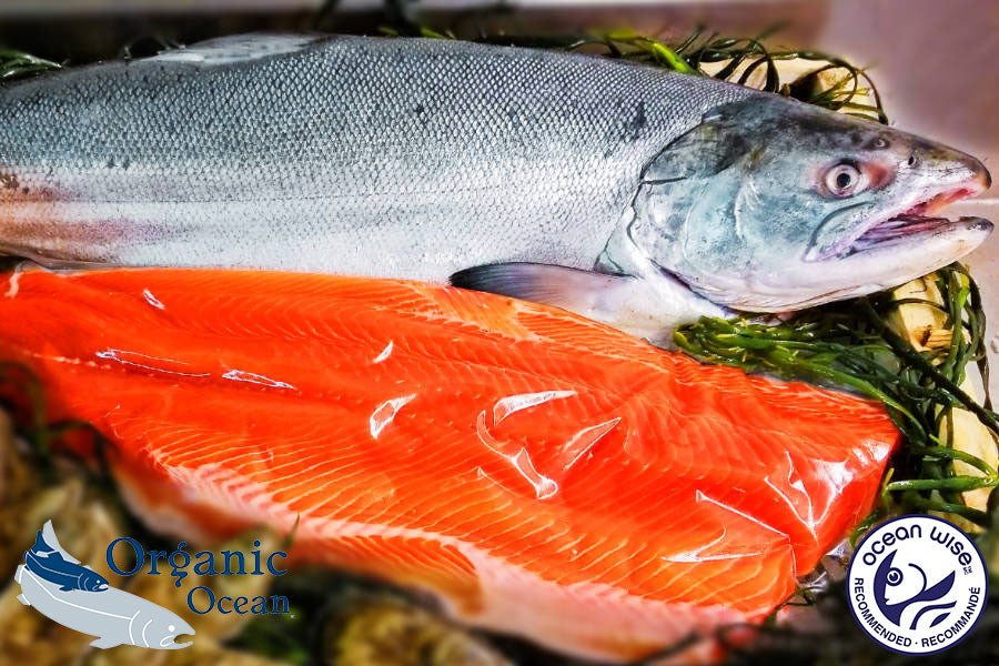 Saumon Sockeye Sauvage Entier - 1.5 kg