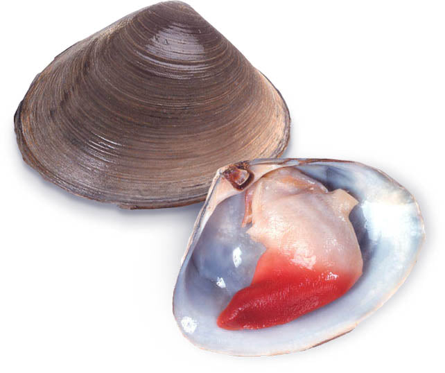 Mactres de Stimpson en conserve